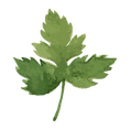 Parsley Leaf