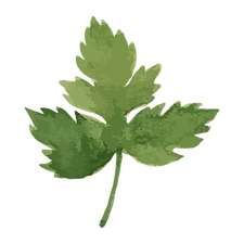 Petersilie Blatt