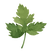 パセリの葉