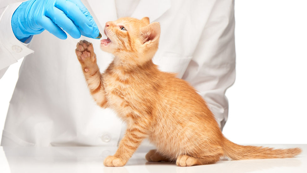 kitten dierenarts.jpg