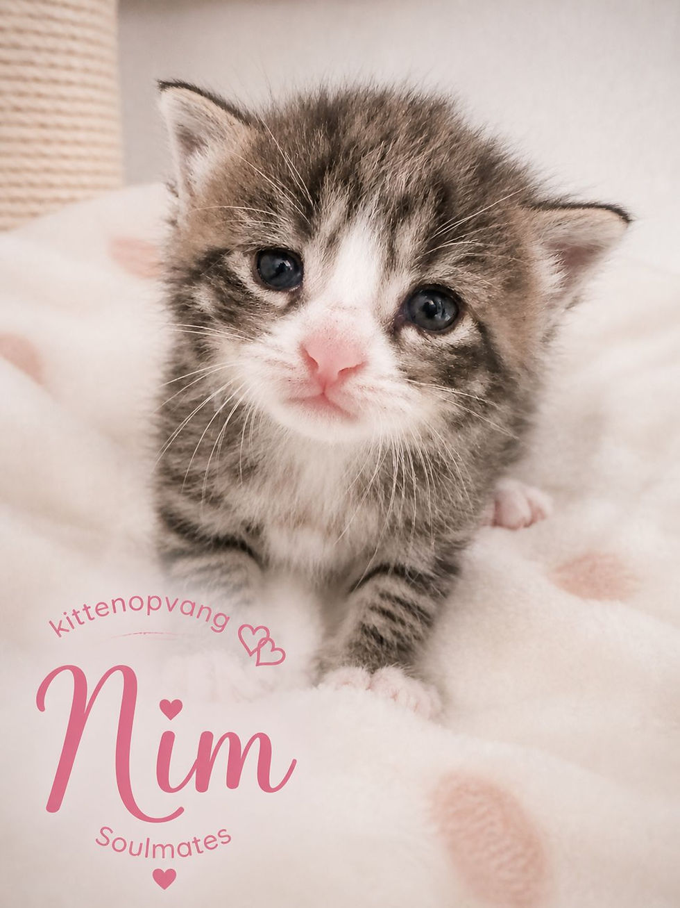 Nim
