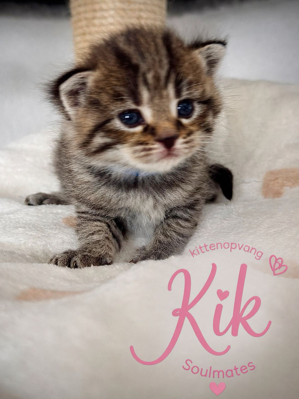 Kik