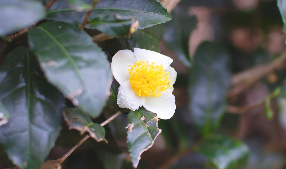 お茶の花