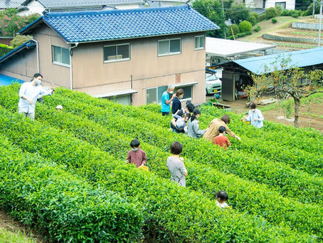 2023年 秋のお茶摘み体験会 募集開始!
