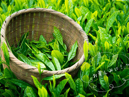 2019年度の新茶予約販売開始