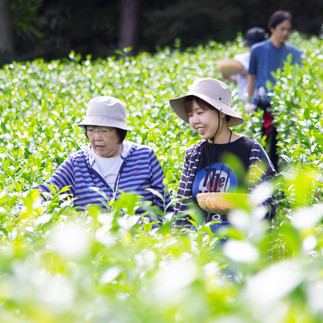 秋のお茶摘み体験（茶畑での茶摘み）