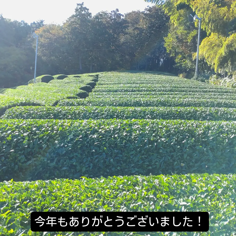 年末、冬の茶畑