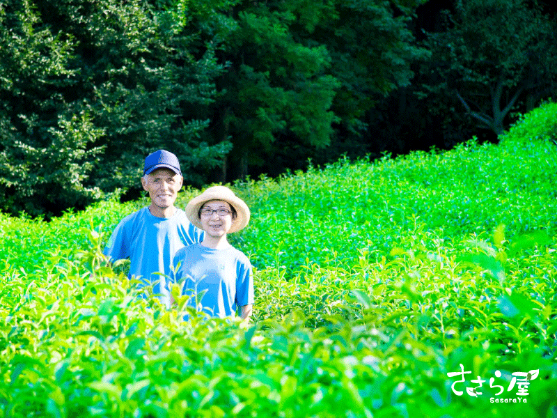 【狭山茶農家 ささら屋】最初のご挨拶