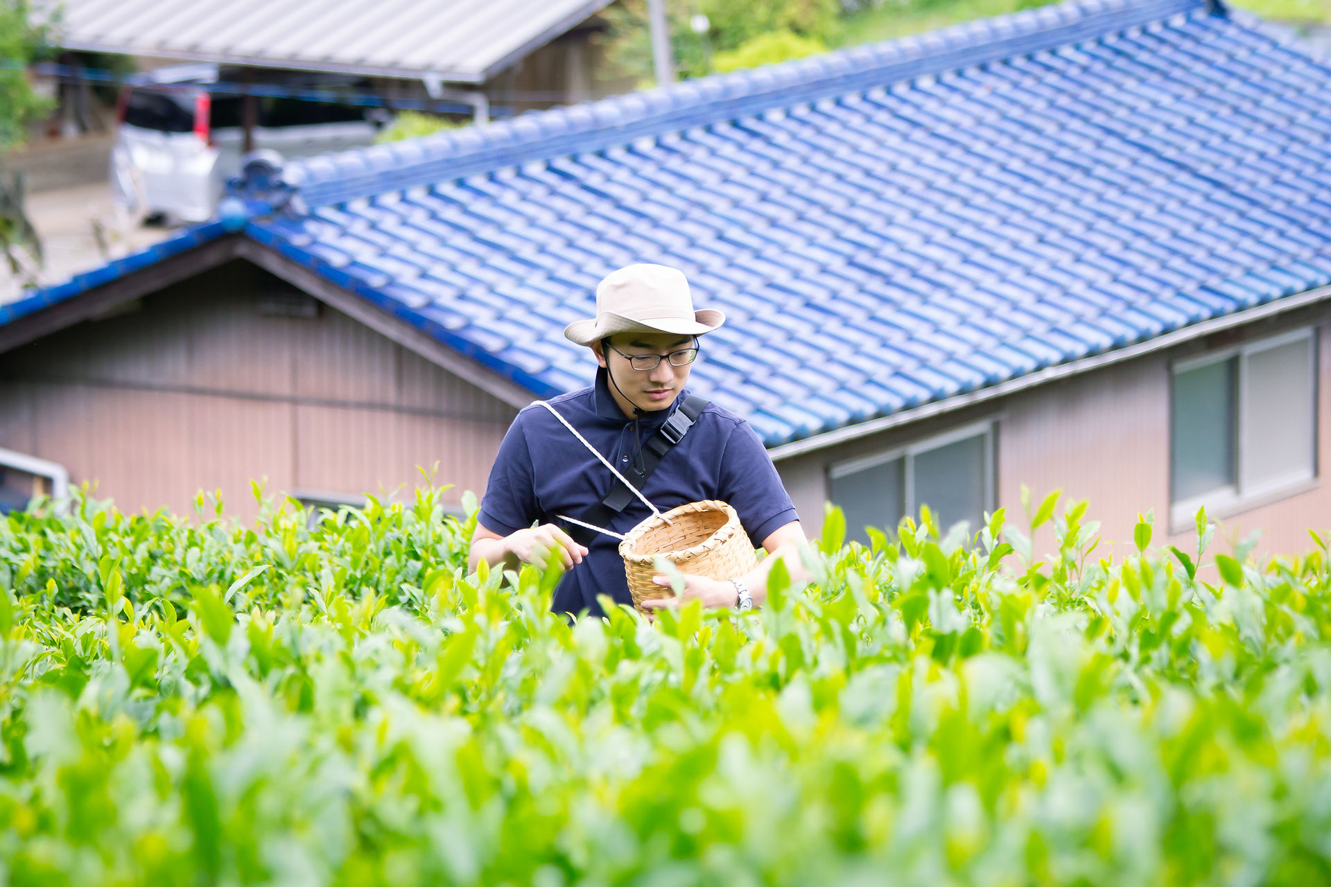 お茶摘みの様子③