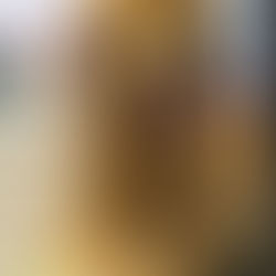 Estética canina: mucho más que un “corte bonito” 🐶✨