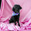 Thumbnail: Northern Lights Dog Bandana 