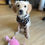 Thumbnail: Pineapple Passion Dog Harness