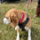 Thumbnail: Red Spot Dog Collar 