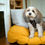 Thumbnail: Pineapple Passion Dog Harness