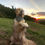 Thumbnail: Spring Dusk Dog Bandana