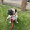 Thumbnail: Red Spot Dog Collar 