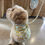 Thumbnail: Spring Floral Dog Bandana 