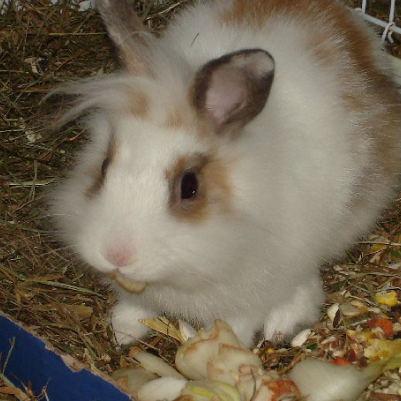 Floorke