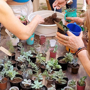 Feira de Antiguidades & Curiosidades reúne raridades e oficinas gratuitas neste domingo, em Itu