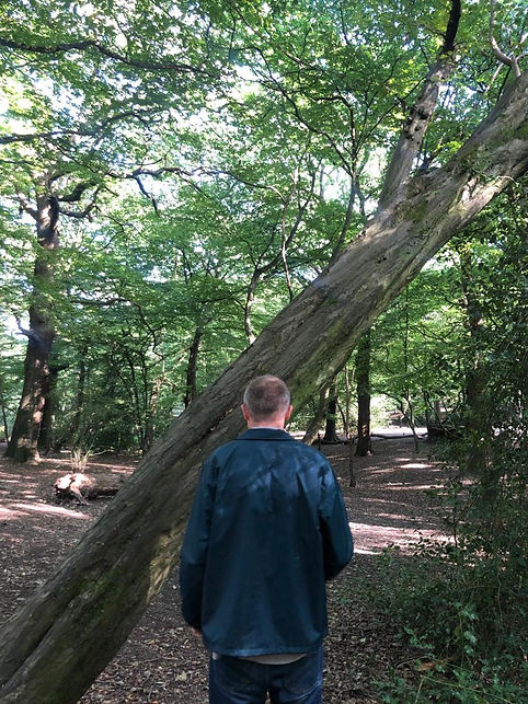 The Furrow Tree Back.jpeg