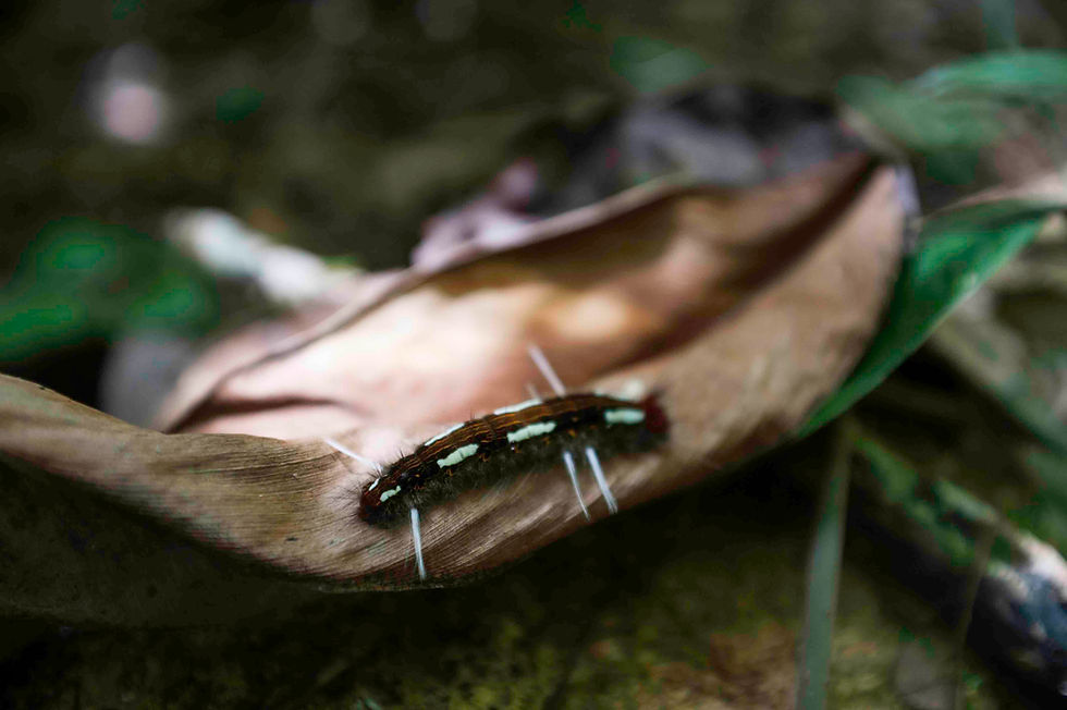 Lagarta de mariposa (Lepidoptera)