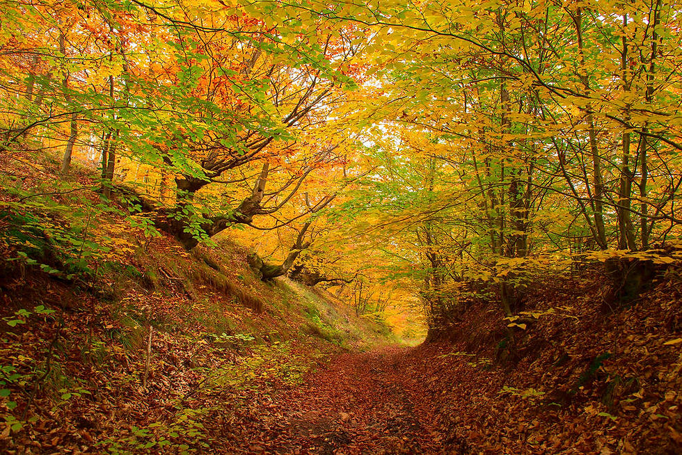 sentiero nel bosco