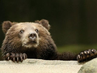 Romania's Wilderness: how to enjoy it safely