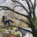 everready_climbing_arborist_1584884813_2270500833634662721_197830446.jpg