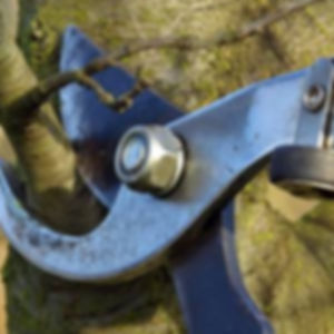 pruning.jpg