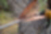 cutting-tree.jpg