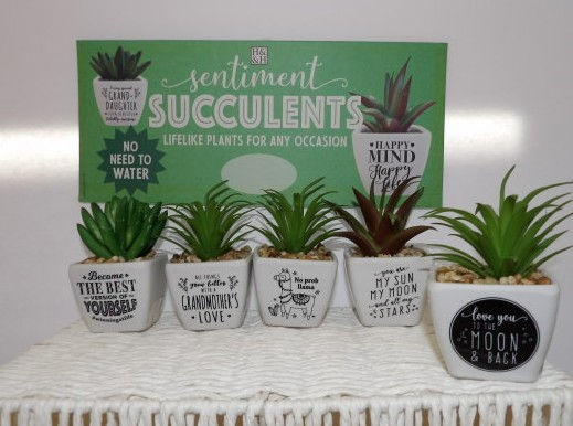 Thumbnail: Sentiment Succulents - No Water Needed