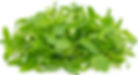 Coriander