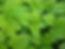 Lemon Balm