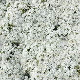 moss phlox snowflake 3.jpg