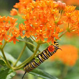 butterfly milkweed.jpg