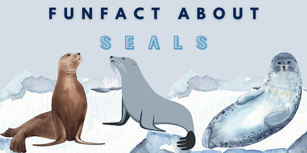 Spill The Thoughts: 5 Fakta Tentang Anjing Laut