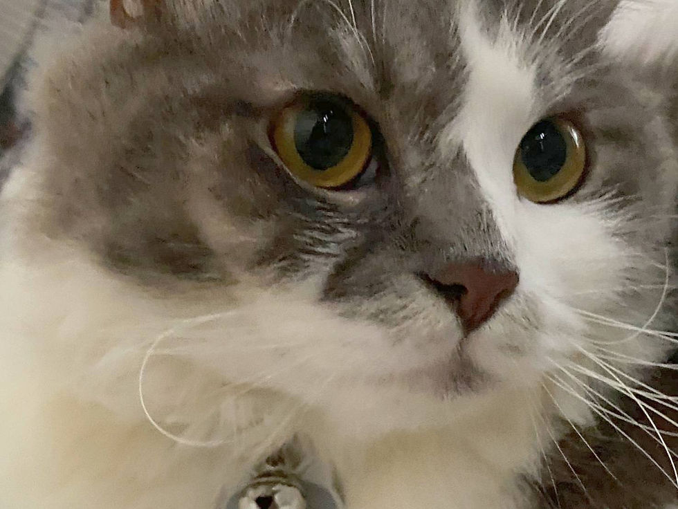 Benarkah Kucing Tidak Bisa Merasakan Manis?Berikut Faktanya