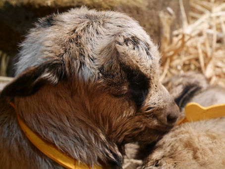 Félicitations Raisin !