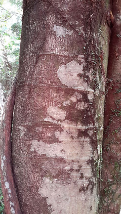 Third Eye Chakra essence: Kamahi at Puja Point