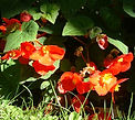 Red begonia, animal's kidney problems New Millennium flower essence