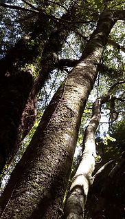 Foliage of Puja Point Kamahi: 3rd Eye chakra essence
