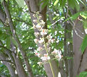 Horse Chestnut Indian, environmental pollution legacy New Millennium flower essence