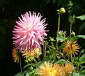 Dahlia Oreti Stacey, flea repellent New Millennium flower essence