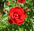 Canterbury rose, cat's territorial issues New Millennium flower essence