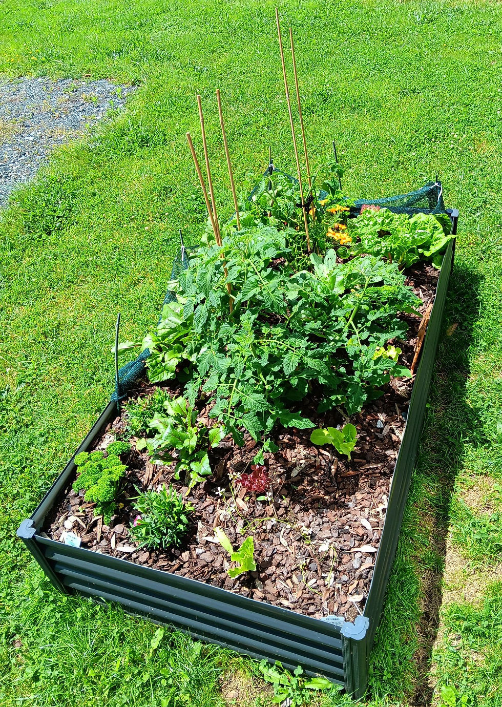 Tiny house garden bed with tomatoes, cucumber, lettuce, silver beet