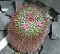 Mamillaria hexacantha, cat's territorial disputes New Millennium flower essence