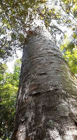 Base Chakra essence: Kauri at Near Kauris