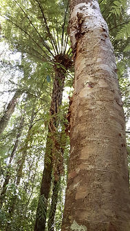 Kauri tree: Base chakra essence