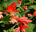 Red begonia bush, animal's eczema New Millennium flower essence
