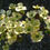 Thumbnail: Natural Botox: Cornus florida Cloud Nine